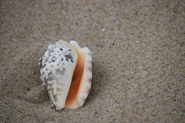 shell on the sand