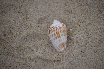 Photo of a shell that probably belongs to the genus Conus.