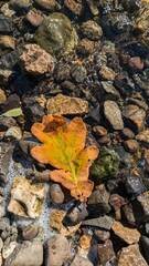 Top-down view of golden-yellow oak leaf resting on smooth, wet rocks in a shallow stream. Perfect for themes of autumn, nature and tranquility