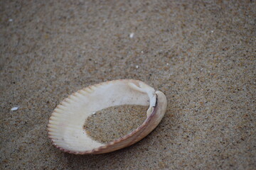 Atlantic giant heart-shaped clam shell on the sand.