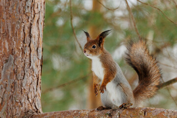 squirrel on a tree