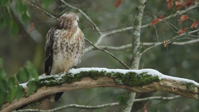  Buse variable perch&eacute;e sur une branche enneig&eacute;e qui s'envole / Common buzzard takes off from a snowy branch