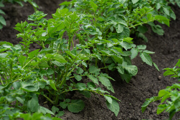 vegetable beds with potato plantings, green bushes, future harvest