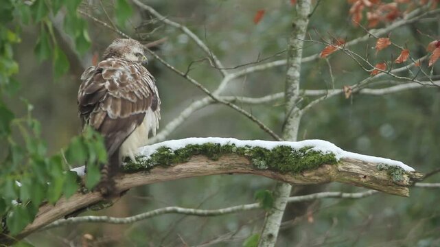 Buse variable faisant sa toilette sur une branche en hiver / Common buzzard preening feathers on a branch in winter