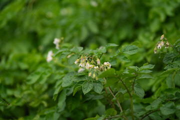 vegetable beds with potato plantings, green bushes, future harvest