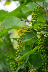 bunches of green grapes on a vine, summer day