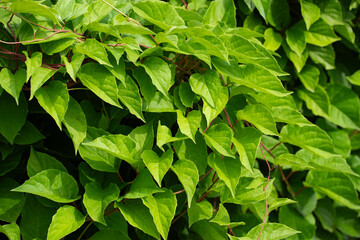 green leaf with water drops after rain, natural background