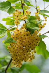 clusters of white currants on a bush branch, summer day
