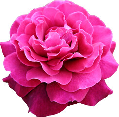 Large purple flower