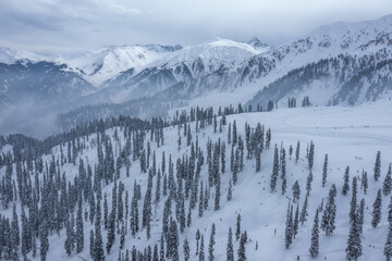 Aerial view of snow-laden pines stand tall against the backdrop of the majestic, snow-covered Himalayas, a serene winter panorama, Gulmarg, Jammu and Kashmir, India.