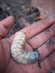 caterpillar on a hand