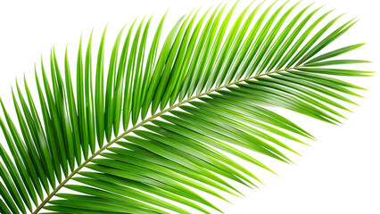Obraz premium A single green palm leaf isolated on transparent background, capturing the essence of tropical foliage and natural beauty