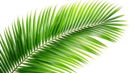 A single green palm leaf isolated on transparent background, capturing the essence of tropical foliage and natural beauty