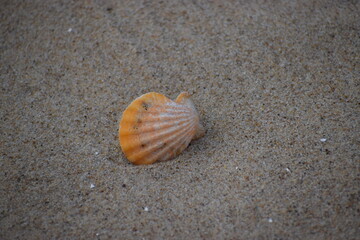 in the photo is a scallop shell of one of the species of sea scallops
