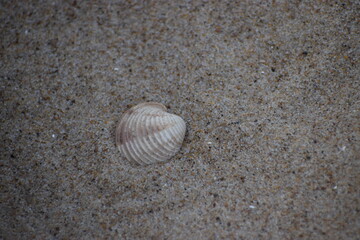 in the photo is a scallop shell of one of the species of sea scallops
