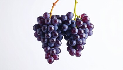 Fototapeta premium Dense cluster of dark purple grapes hanging from vine, isolated on white background, emphasizing freshness and natural beauty.