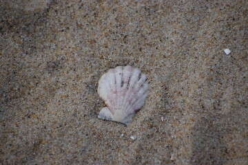 in the photo is a scallop shell of one of the species of sea scallops