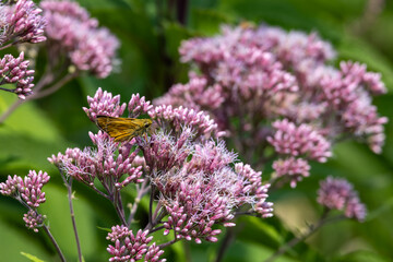 Close up view of a brown and yellow Skipper butterfly on a Joe-Pye wildflower, with defocused background
