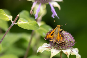 Close up view of a brown and yellow Skipper butterfly on a fade purple coneflower head, with defocused background