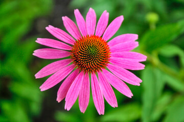 Obraz premium Top view and close up of an echinacea flower (purple coneflower).