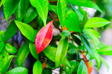 A single bright red leaf stands out among many green ones in natural light