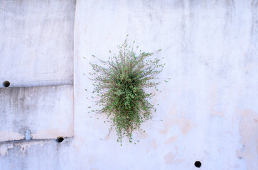 Wild plant pushing through concrete cracks symbolizing nature’s strength and resilience