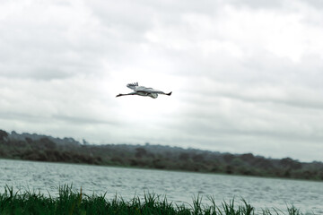 stork in flight