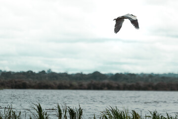 stork in flight