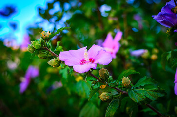 Close view of hibiscus flower with textured petals and vivid center in natural light