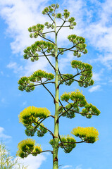Tall blooming agave with massive branching flower stalk reaching high into the sky