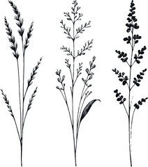 Black and White Meadow wild herbs Herbaceous plants. Set of outline doodle floral sketch Leaves. Hand drawn Wheat rye. Ears Botanical drawing. Line art grasses stems grain spikes illustration