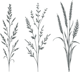 Black and White Meadow wild herbs Herbaceous plants. Set of outline doodle floral sketch Leaves. Hand drawn Wheat rye. Ears Botanical drawing. Line art grasses stems grain spikes illustration
