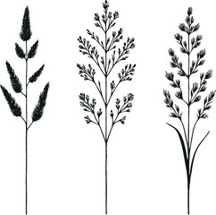 Black and White Meadow wild herbs Herbaceous plants. Set of outline doodle floral sketch Leaves. Hand drawn Wheat rye. Ears Botanical drawing. Line art grasses stems grain spikes illustration