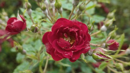 in the photo red roses with water drops on the petals after the rain