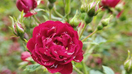 in the photo red roses with water drops on the petals after the rain