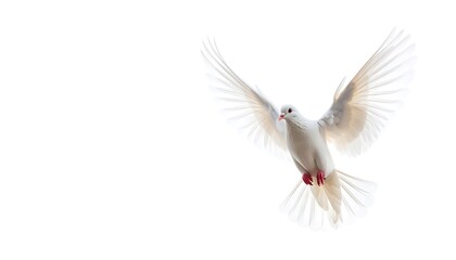 Obraz premium White dove in flight against a plain white background