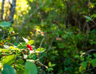 Red berries on green leaves in forest