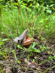 Snail climbing on a dry plant in the wild forest grass