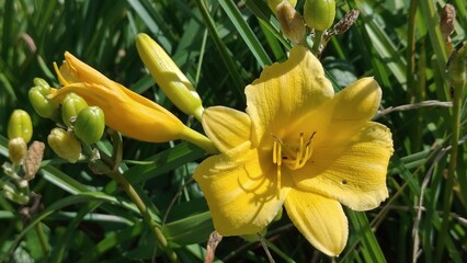 Obraz premium The daylily in the photo is probably the Arctic Show variety.