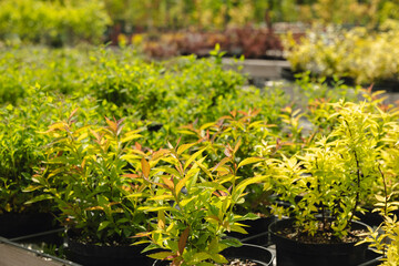 Spiraea japonica Anthony Waterer in pot for sale in garden plans nursery.