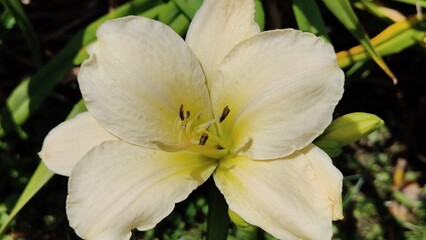 The daylily in the photo is probably the Arctic Show variety.