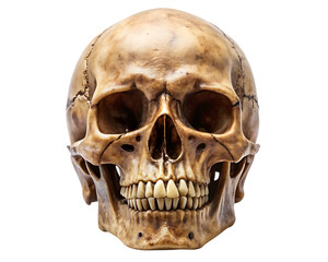 Fototapeta premium Human Skull with Sharp Teeth – Isolated on White Background – PNG – GENERATIVE AI