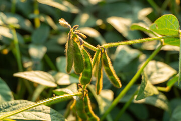 Mustard plants thrive in a sunlit area, showing vibrant green leaves and developing seed pods in full bloom during the warm growing season