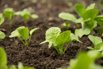 Young Green Radish Plants Growing in Fertile Soil. Spring garden. Season. Close up.