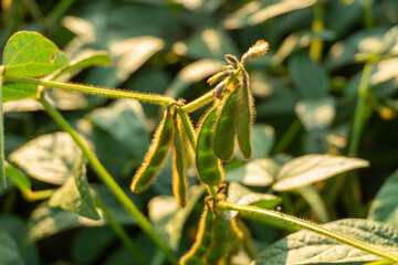 Mustard plants are growing in a sunny field, showcasing their lush green leaves and developing seed pods ready for harvest in warm weather