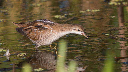 crocodile in the water
