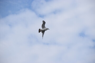 Photo of a silver martin seagull flying in the sky.