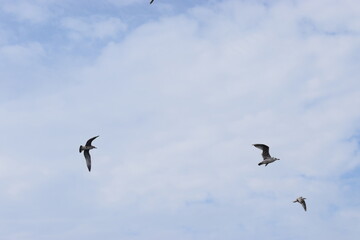 Photo of a silver martin seagull flying in the sky.