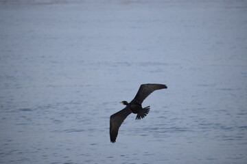 In the photo, seagulls are swimming in the sea.