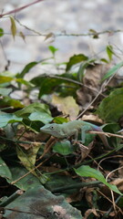 Lizard on the branch